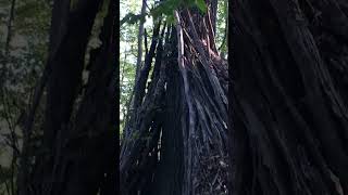 Primitive Tree Hut