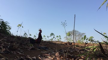 Bẫy gà rừng /20/02/2021. Bổi xung gáy đấu cực gắt