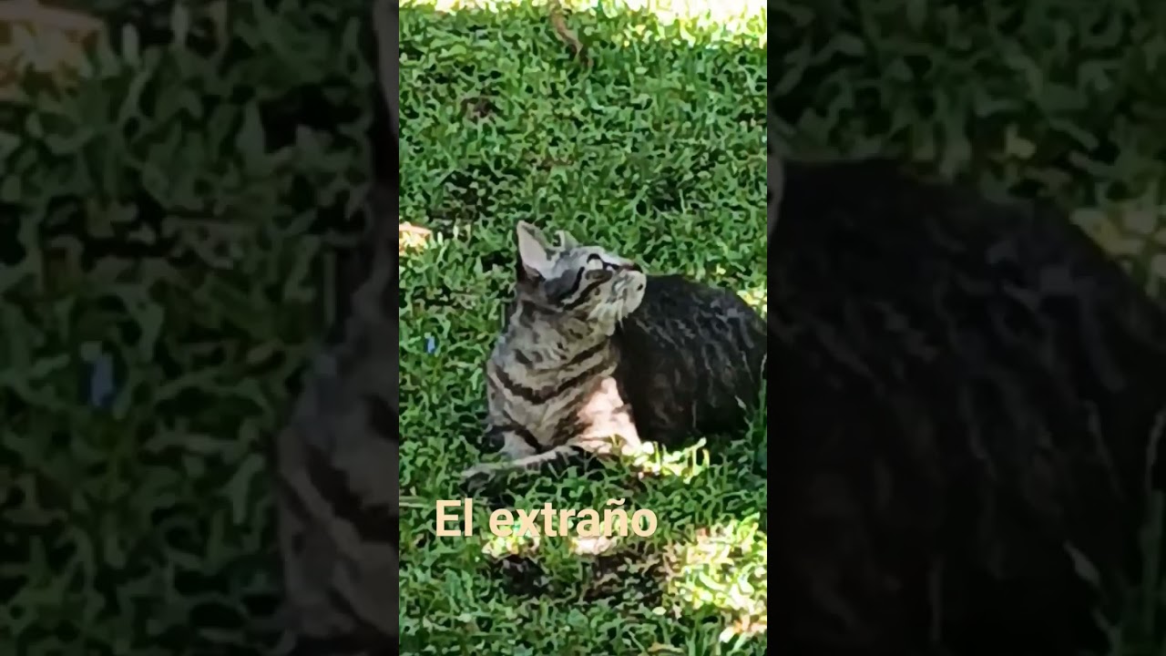 extraño cuida el Jardin