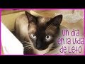 Un día en la vida de Leto, un gato siamés  | LetoLife