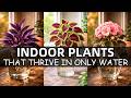 20 Indoor Plants That Thrive In Only Water
