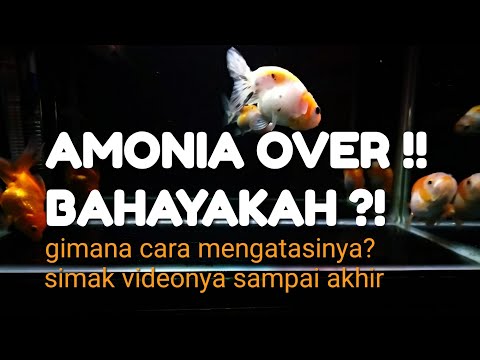 CIRI AMONIA BERLEBIH DI AIR AQUARIUM | APA BAHAYA NYA DAN GIMANA MENGATASINYA ?