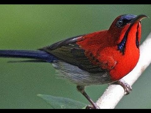 Kicau Mania Ciri Jenis Burung Kolibri Merah Hutan YouTube