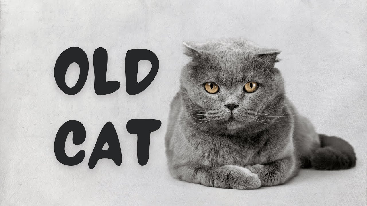 how-many-years-do-house-cats-live-spoiler-pretty-long-youtube