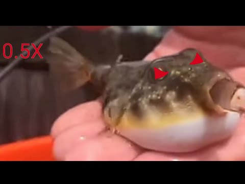 Рыба фугу всасывает воду на разных скоростях.
