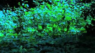 Gold Panda - Snow and Taxis