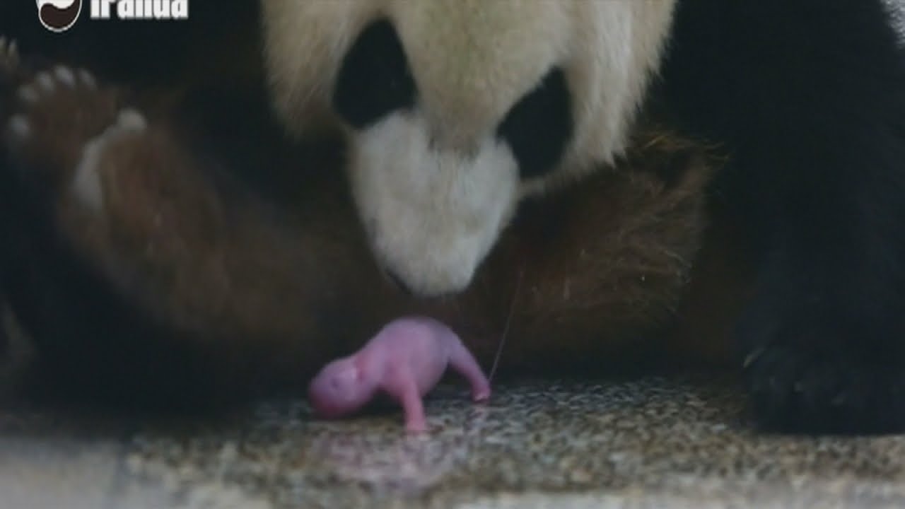 Lief: babypanda geboren