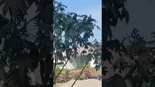 Rashmita ascinated about swan bird. # bird. #rashmitasonny