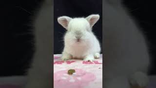 🐰 Animal Planet Lop Eared Rabbit Cuteness Overload! Meet Your New Favorite Pet 小兔子 🌟
