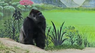 San Diego Zoo Gorillas