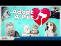 Alachua County Pets: Riki, Tango, Jemma, and Velvet