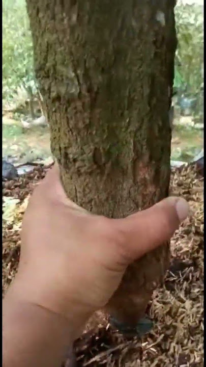 cara nanam durian dalam pot bisa berbuah❓
