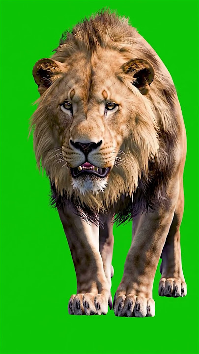 Lion Ready to attack Green Screen Effect #animals #lion #greenscreen #chromakey #vfx #king