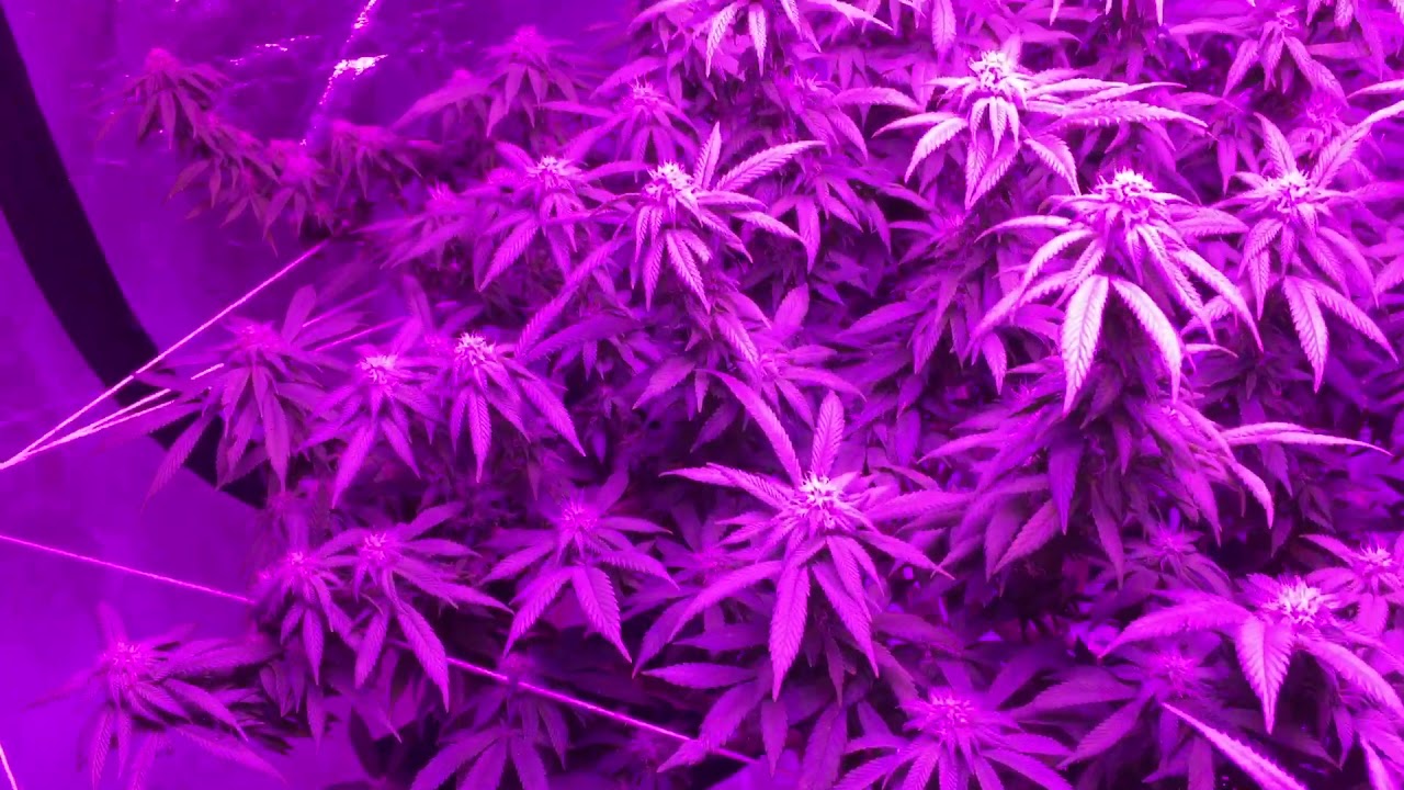 Grow Light Review - The Bestva4000 The WiLLs 2000w Cree CoB and The FeciDA Cr600