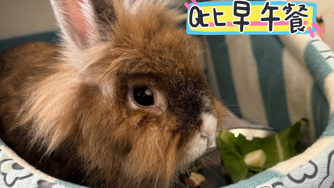 Lyn媽咪和寶貝兔Q比小子-媽咪👩帶Q比早午餐，吃完菜菜兔🐰想回家😂 #可愛兔子 #rabbits #lyn媽咪和寶貝兔q比小子 - YouTube