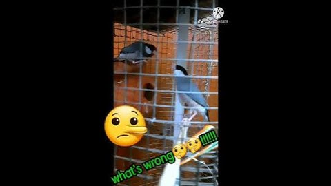 whats wrong🤥 #shorts #shortsfeed #shortvideo #ytshorts #trending #viral #viralshorts#javasparrow