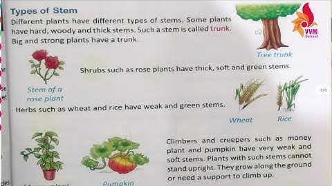 2021 22 CLASS 4 SUB EVS CHAP 6 PLANT LIFE PART 3