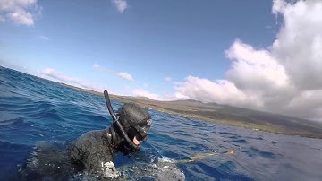 HiVis Ulua: Uku Reef Diving