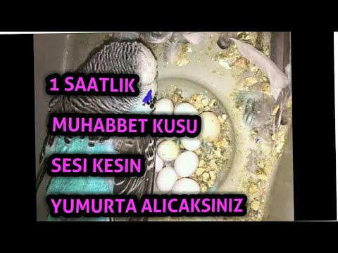 MUHABBET KUŞU SESI ÇIFTLEŞTIRMEK VE KIZIŞTIRMAK ICIN