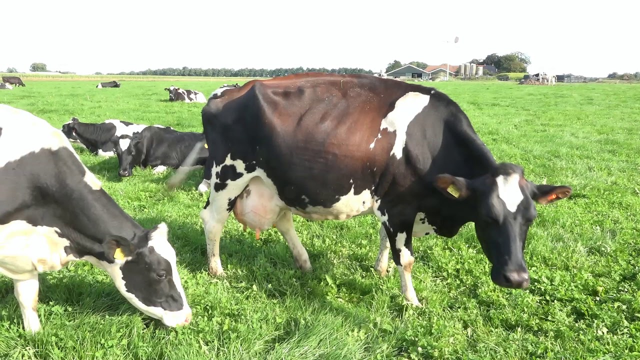 Kwaliteit Hoog (Tall 2)