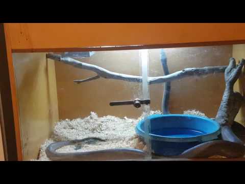 Snappy the olive python dancing loves his tunes