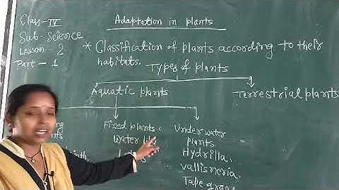 Class 4 Science Adaptation in Plants