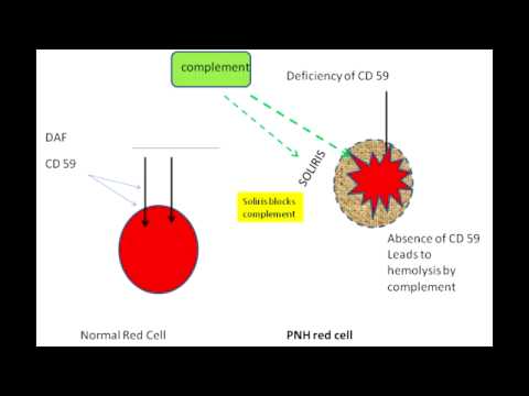 Video: Analyse Af TET2-mutationer I Paroxysmal Nattlig Hæmoglobinuri (PNH)