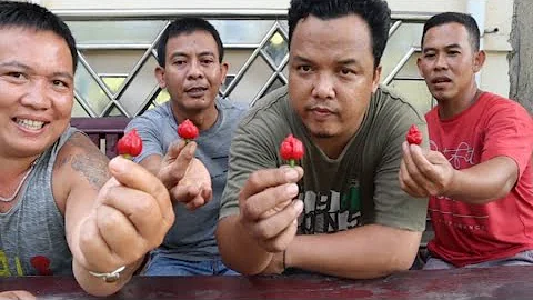 CABE TER  PEDAS DI DUNIA CAROLINA REAPER ( TER SIK...
