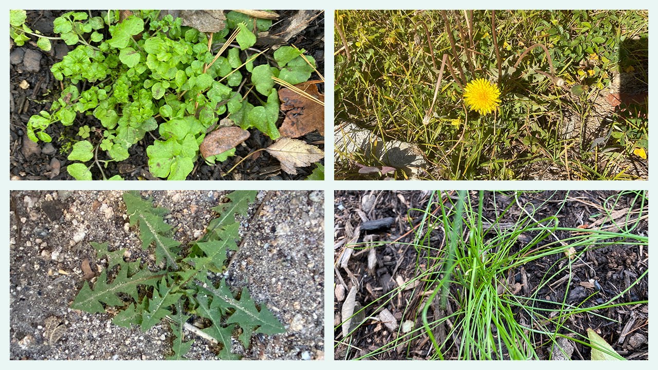 How to Manage Common Weeds Without Chemicals