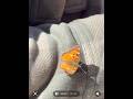 Butterfly Singer