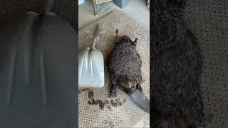 Gonna need a bigger scoop shovel for this big boy! 😂 #Beaver #Huge #trapping 