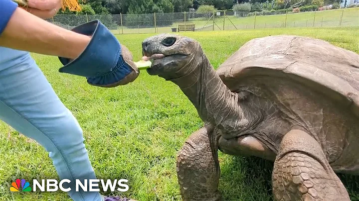 Meet Jonathan, the oldest tortoise in the world - DayDayNews