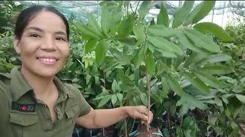 Cây Nhãn Indonesia - Chuẩn Giống - ĐH Nông Nghiệp 1 |Hương Miên - Cung Cấp Giống Cây Trên Toàn Quốc