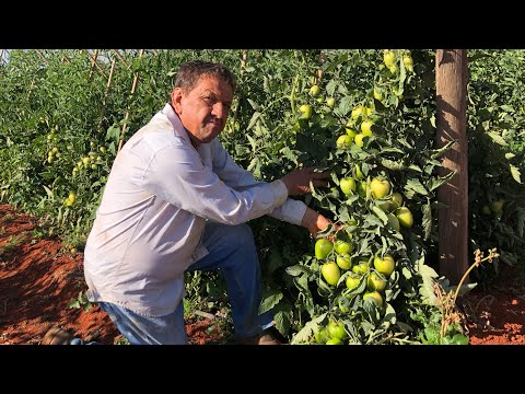 TOMATE TURIM CARREGADO QUASE NO PONTO PARA COLHER!