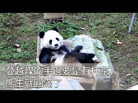 《熊貓早晚安》蔓越煤的手邊要是有杯茶，熊生就完滿了| iPanda