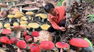 野生菌菇合集：福建深山里的珍馐，黑木耳，奶浆菌，红菇，梨菇｜wild mushrooms【闽湖阿嬤Fujian Grandma】
