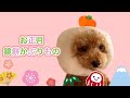 お正月 犬猫用 鏡餅かぶりもの 作り方動画
