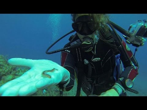 Videó: Egy tengerbiológus tudós?