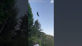 Eagle's eye put to the test by friends fishing in British Columbia