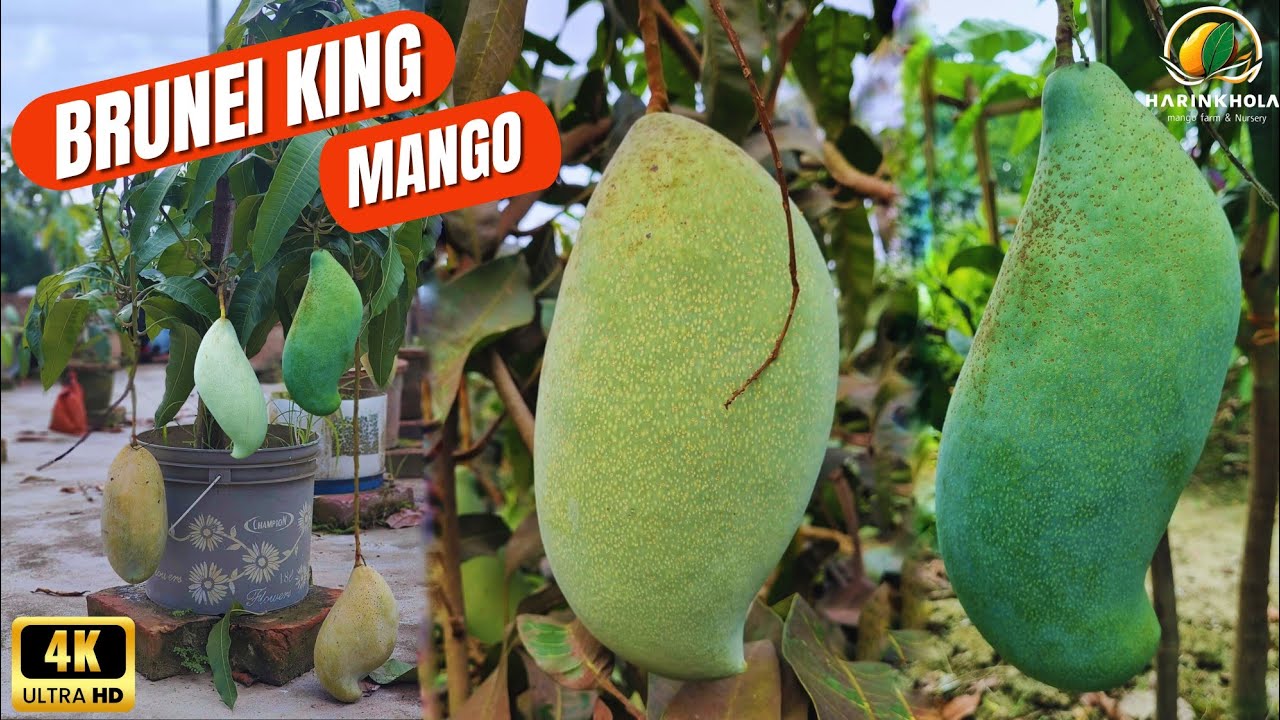 One Mango On A 3 year old Tree Weighs 4 Kg The Biggest Mango In The one-mango-on-a-3-year-old-tree-weighs-4-kg-the-biggest-mango-in-the