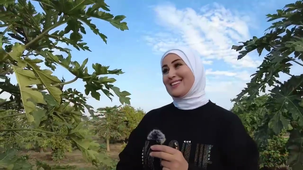 فاكهة البابايا في الاغوار    مع زيد العقايله و عائشة ابوصقر   رؤية وتنفيذ  المخرج جمعه الصمادي 