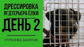 Дрессировка ягдтерьера Ёлки. День 2. Утреннее занятие Дрессировка ягдтерьера Ёлки. День 2. Утреннее занятие