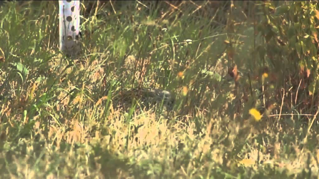 Zluna zelena Picus viridis Green Woodpecker Ondrej Bohac - YouTube