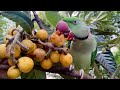 Alexandrine Talking Parrot Eating Fresh Loquat on tree