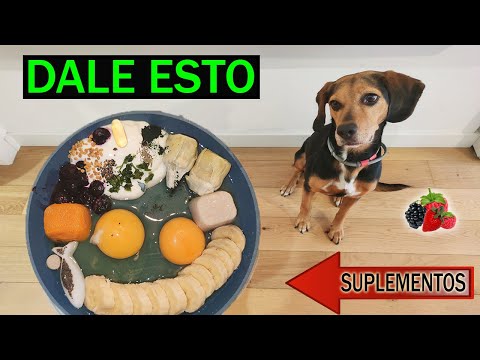 Video: Nutrición Canina