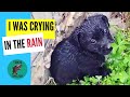 Puppies abandoned in the rain - Rain & Thunder - Takis Shelter