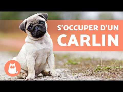 Comment s&rsquo;occuper d&rsquo;un CARLIN ou PUG ? 🤗 Alimentation, Hygiène et exercice