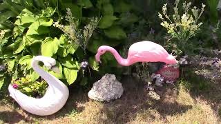 Backyard In ''Full Summer Mode'' For 2026!!!