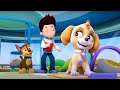PAW Patrol Pup Pup Boogie WildBrain Toons Cartoons For Kids PAW Patrol Pup Pup Boogie WildBrain Toons Cartoons For Kids