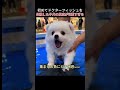 初めてドクターフィッシュを体験した子犬の反応が可愛すぎるｗｗ